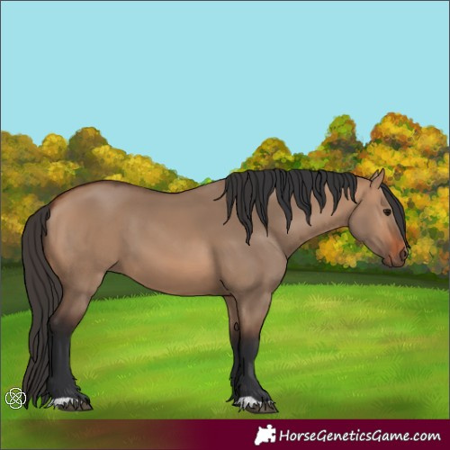 Horse Color:Bay Dun