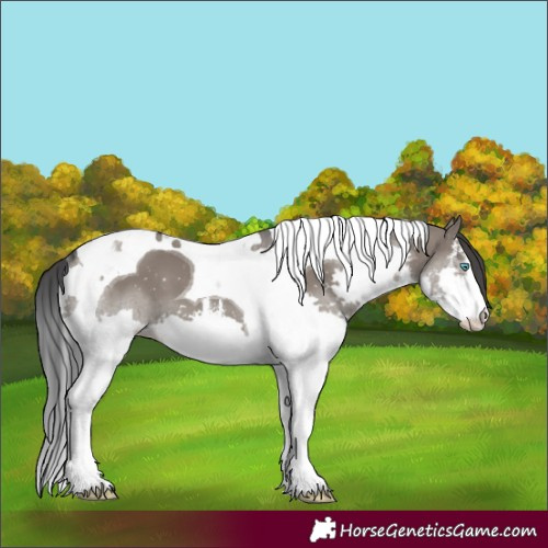 Horse Color:White Spotted Grullo Splash Tobiano