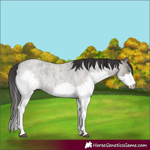 Horse Color:Smoky Grullo Roan Splash