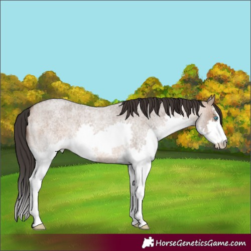 Horse Color:White Spotted Brown Roan Dun Splash 
