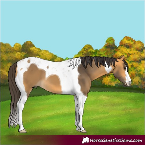 Horse Color:Buckskin Tobiano