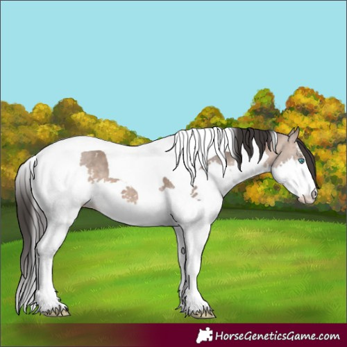 Horse Color:White Spotted Brown Dun Splash Tobiano