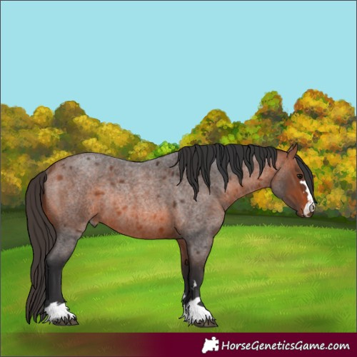 Horse Color:Bay Roan Rabicano