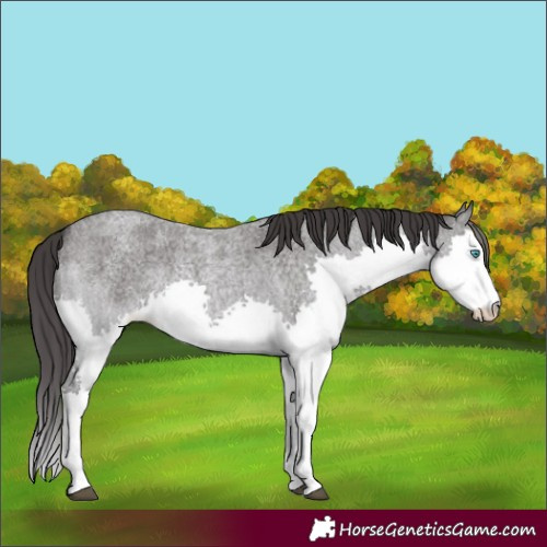 Horse Color:Smoky Blue Roan Splash