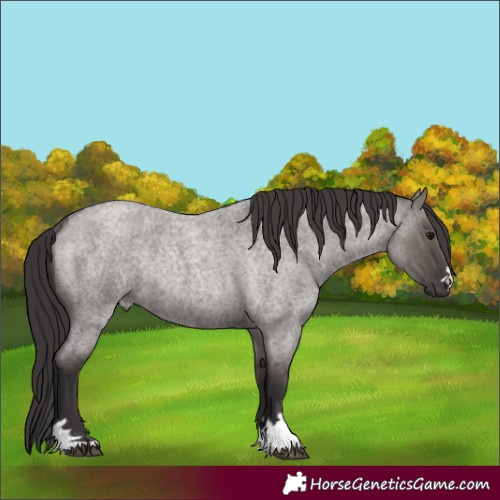 Horse Color:Smoky Grullo Roan Rabicano