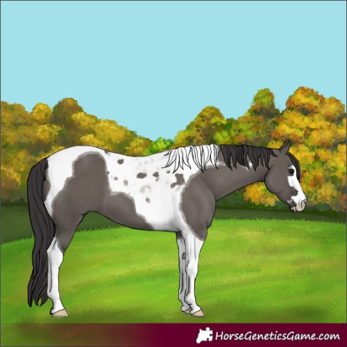 Horse Color:Smoky Grullo Tobiano