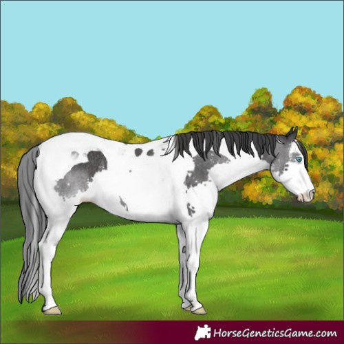 Horse Color:White Spotted Black Splash Tobiano Rabicano 