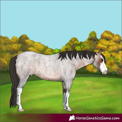 Horse Color:White Spotted Brown Roan 