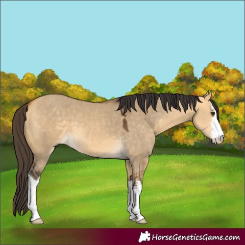 Horse Color:White Spotted Buckskin Dun 