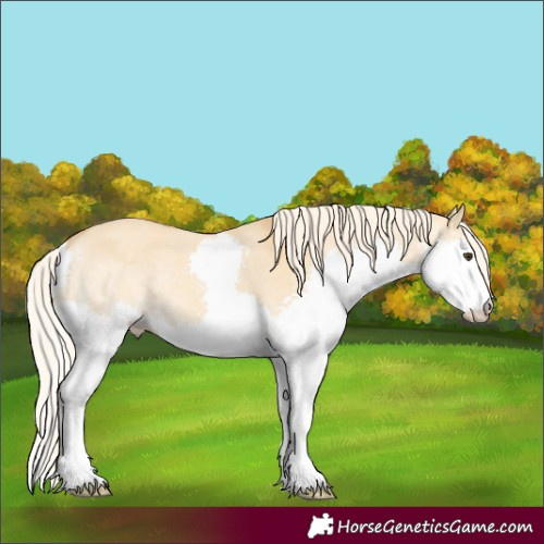 Horse Color:Palomino Dun Splash Rabicano