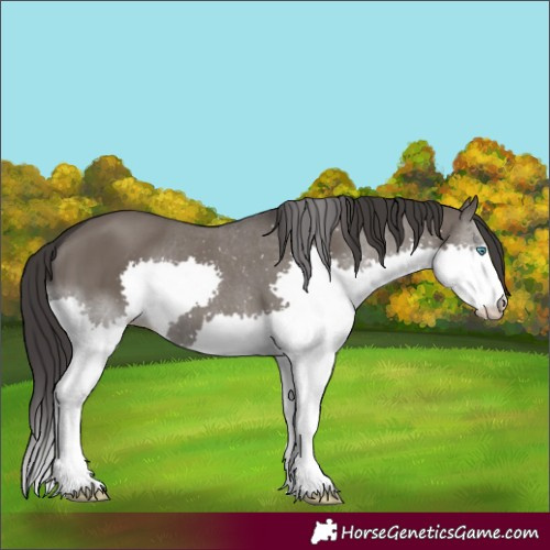 Horse Color:White Spotted Smoky Grullo Splash