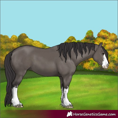 Horse Color:White Spotted Smoky Grullo 
