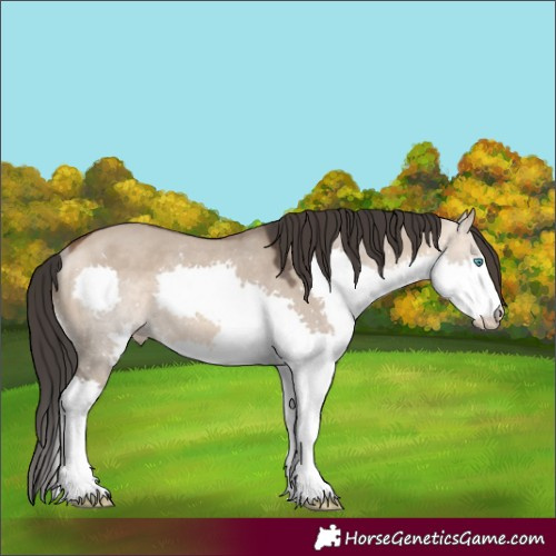 Horse Color:White Spotted Bay Dun Splash Rabicano