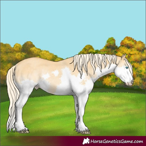 Horse Color:Palomino Dun Splash Rabicano