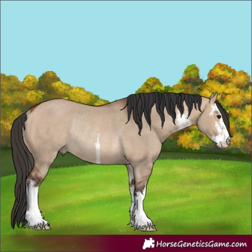 Horse Color:White Spotted Bay Dun Rabicano