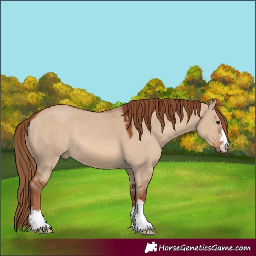 Horse Color:Red Dun