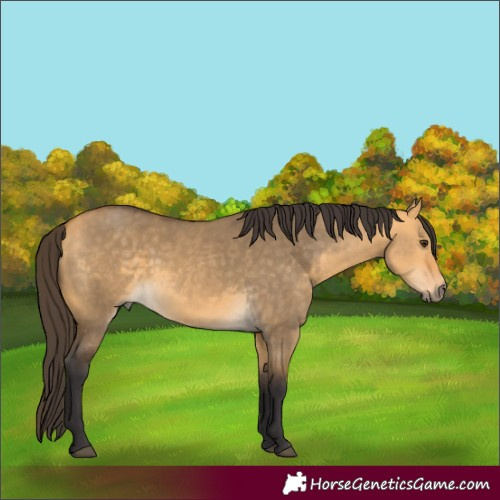 Horse Color:White Spotted Buckskin Dun 