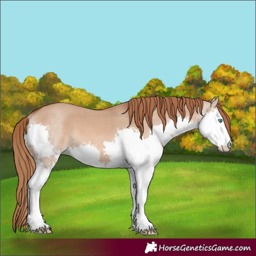 Horse Color:Red Dun Splash