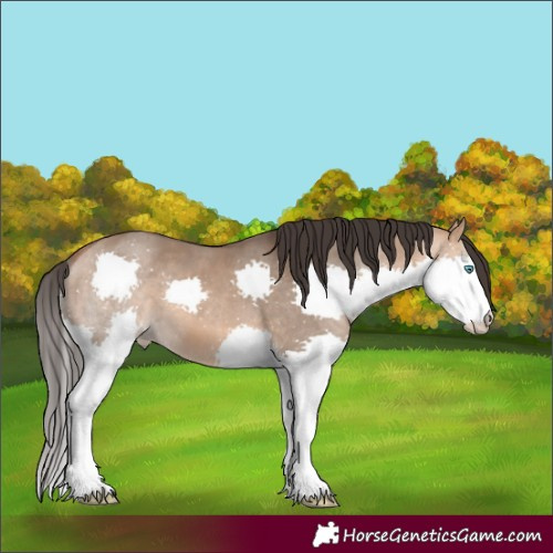 Horse Color:White Spotted Bay Dun Splash