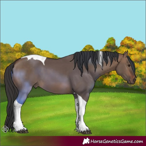 Horse Color:Brown Dun Tobiano