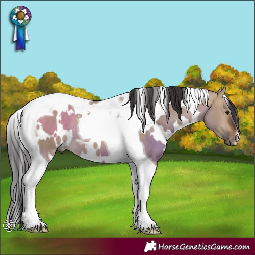 Horse Color:White Spotted Bay Dun Tobiano 