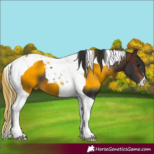 Horse Color:Brown Tobiano