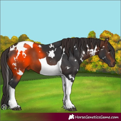 Horse Color:White Spotted Brown Tobiano