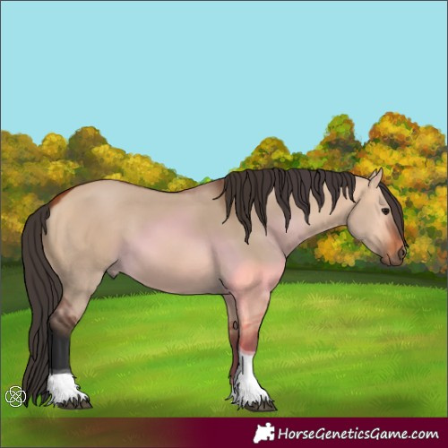 Horse Color:Bay Dun Tobiano 