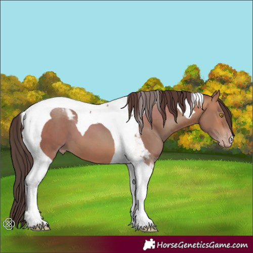 Horse Color:Amber Champagne Tobiano