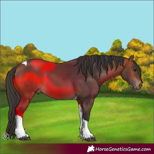Horse Color:Bay Tobiano 