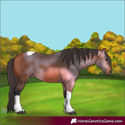 Horse Color:Bay Tobiano 