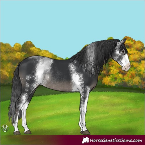 Horse Color:Black Sabino Appaloosa Rabicano