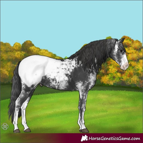 Horse Color:Black Sabino Appaloosa Rabicano