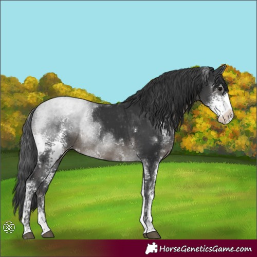 Horse Color:Black Sabino Appaloosa Rabicano