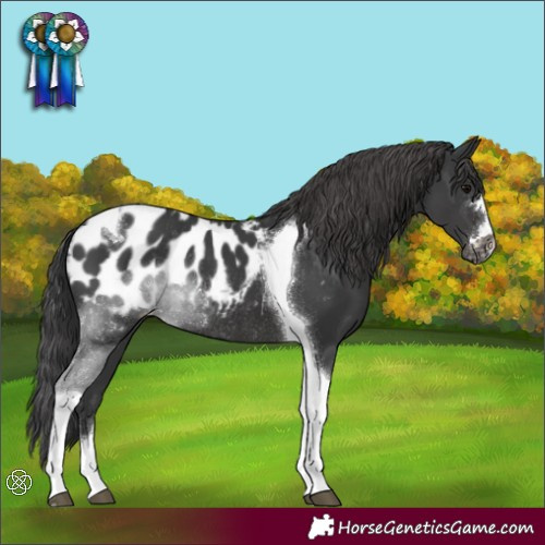 Horse Color:Black Tobiano Appaloosa Rabicano 