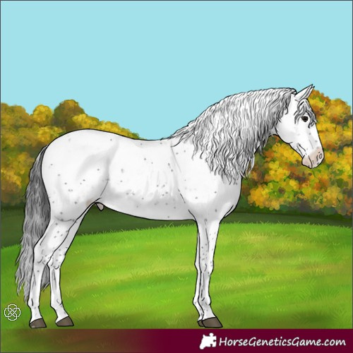 Horse Color:Black Sabino Appaloosa Rabicano