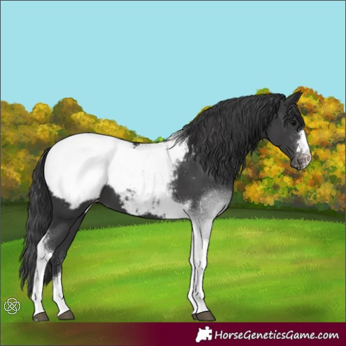 Horse Color:Black Tobiano Appaloosa