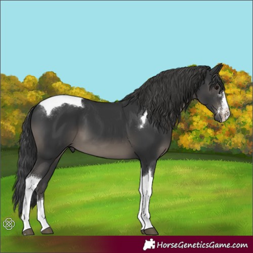 Horse Color:Black Tobiano 