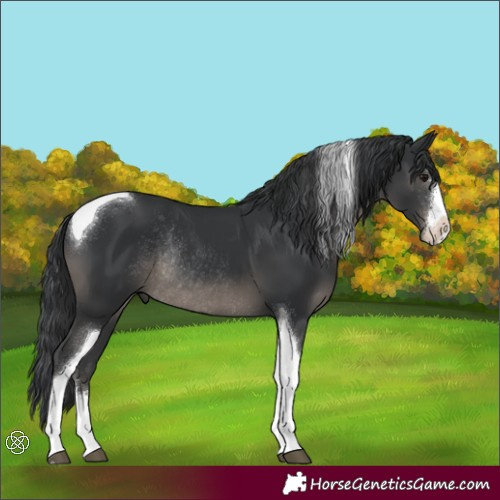 Horse Color:Black Sabino Tobiano Rabicano 