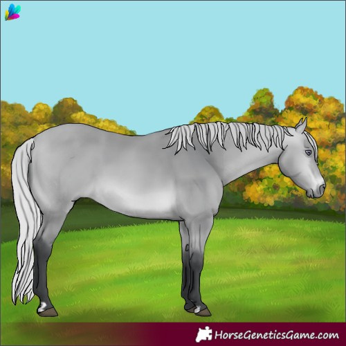 Horse Color:Silver Bay Chinchilla
