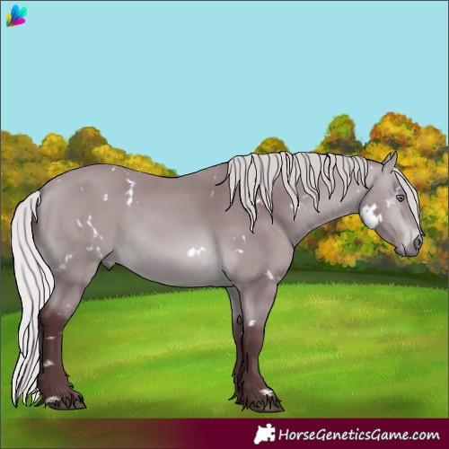 Horse Color:White Spotted Chocolate Silver Bay Chinchilla