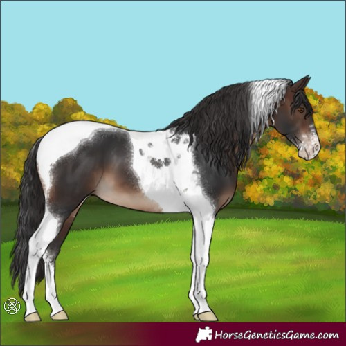 Horse Color:Brown Sabino Tobiano