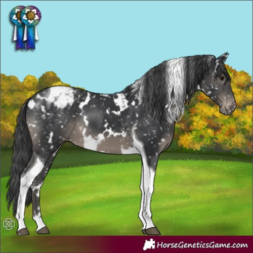 Horse Color:White Spotted Black Tobiano Appaloosa