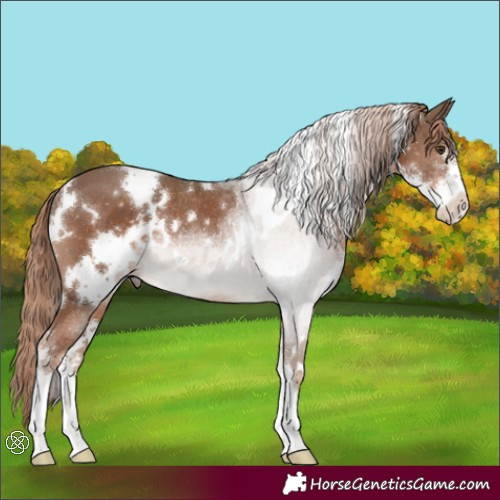 Horse Color:Watercolor White Spotted Chestnut Sabino Rabicano 