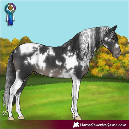 Horse Color:White Spotted Black Tobiano Appaloosa