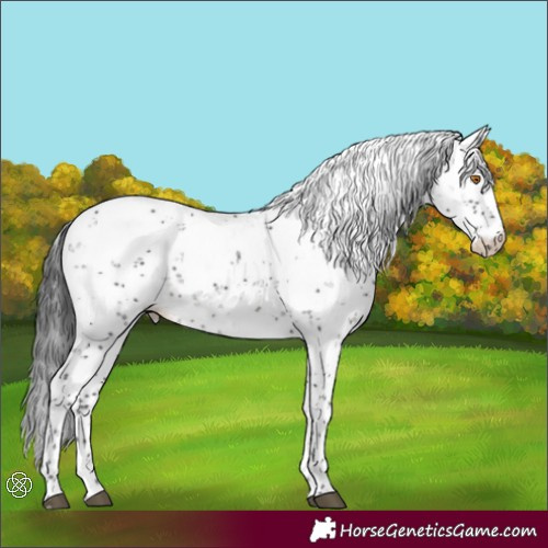 Horse Color:Black Sabino 