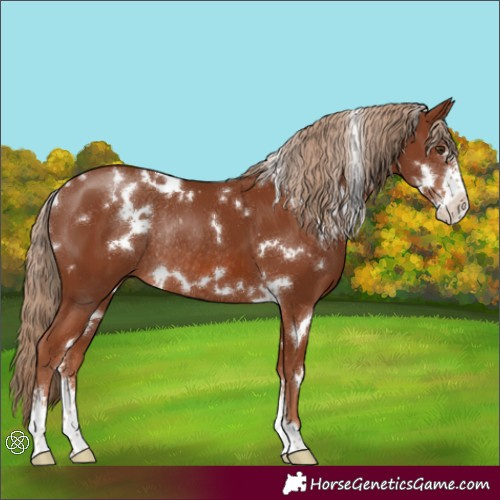Horse Color:White Spotted Chestnut Sabino Rabicano