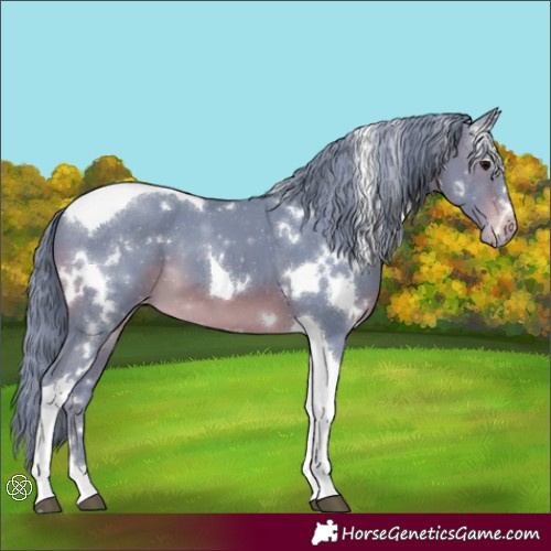 Horse Color:Watercolor White Spotted Brown Tobiano Appaloosa 
