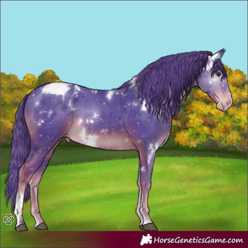 Horse Color:Watercolor White Spotted Liver Chestnut Sabino Appaloosa