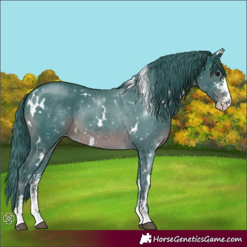Horse Color:Watercolor White Spotted Black Sabino Varnish Rabicano